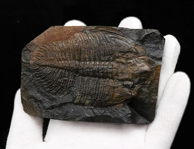 ベリーレア!イギリス・ウェールズで発見されたレアな三葉虫、オギギオカレラ(Ogygiocarella debuchi)の大型個体(その5)