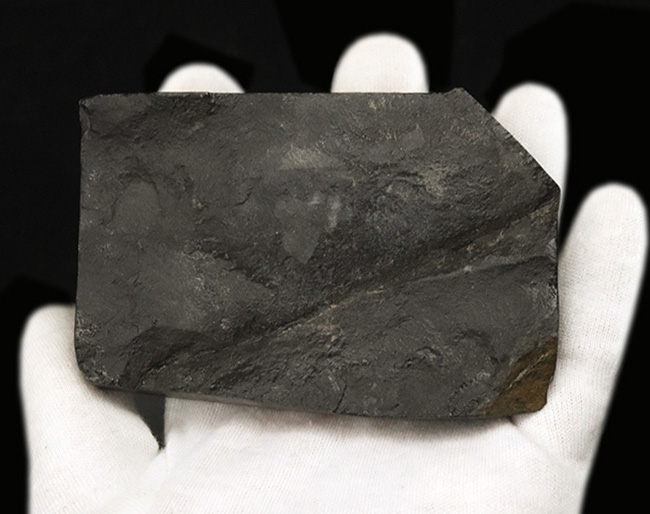 ベリーレア!イギリス・ウェールズで発見されたレアな三葉虫、オギギオカレラ(Ogygiocarella debuchi)の大型個体(その6)