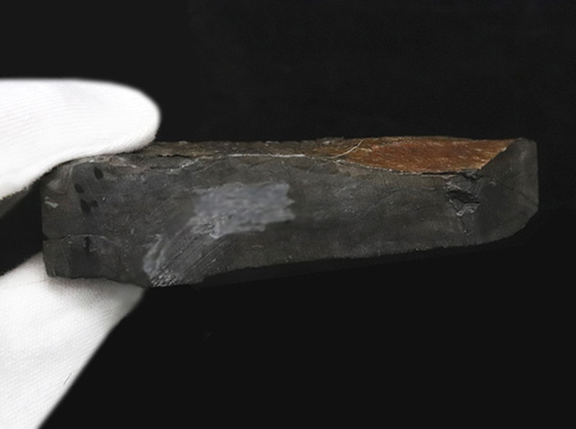 ベリーレア!イギリス・ウェールズで発見されたレアな三葉虫、オギギオカレラ(Ogygiocarella debuchi)の大型個体(その7)