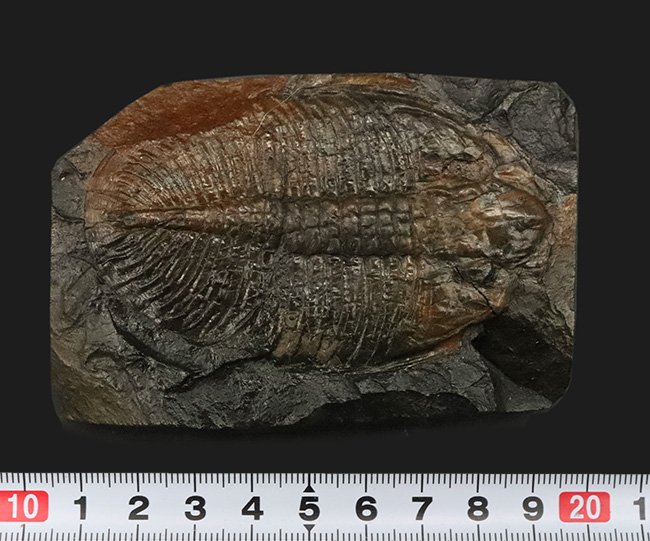 ベリーレア!イギリス・ウェールズで発見されたレアな三葉虫、オギギオカレラ(Ogygiocarella debuchi)の大型個体(その8)