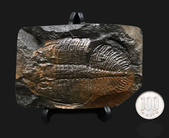 ベリーレア！イギリス・ウェールズで発見されたレアな三葉虫