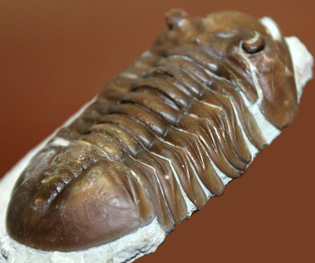 小さい頭部と小さい眼が特徴、初期のロシア産アサフス属、エクスパンスス(Asaphus expansus)(その1)