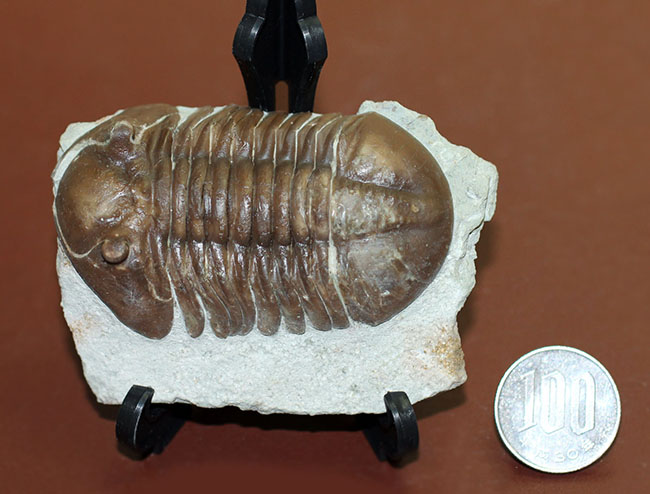 小さい頭部と小さい眼が特徴、初期のロシア産アサフス属、エクスパンスス(Asaphus expansus)(その12)