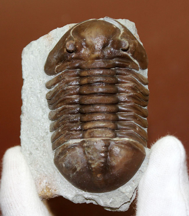 小さい頭部と小さい眼が特徴、初期のロシア産アサフス属、エクスパンスス(Asaphus expansus)(その2)