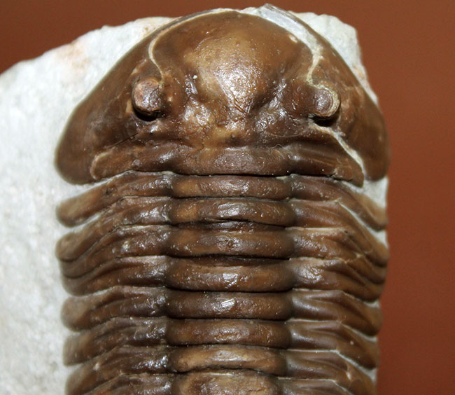 小さい頭部と小さい眼が特徴、初期のロシア産アサフス属、エクスパンスス(Asaphus expansus)(その3)