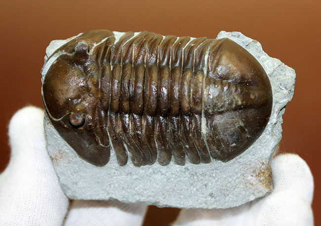 小さい頭部と小さい眼が特徴、初期のロシア産アサフス属、エクスパンスス(Asaphus expansus)(その6)