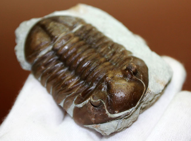 小さい頭部と小さい眼が特徴、初期のロシア産アサフス属、エクスパンスス(Asaphus expansus)(その7)