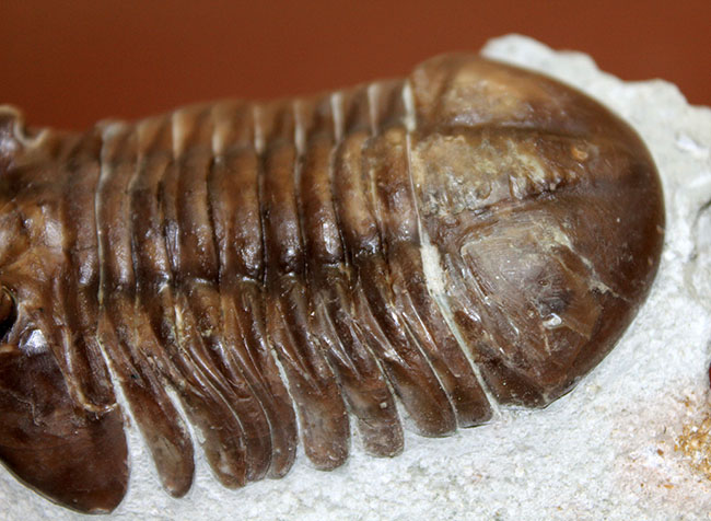 小さい頭部と小さい眼が特徴、初期のロシア産アサフス属、エクスパンスス(Asaphus expansus)(その9)