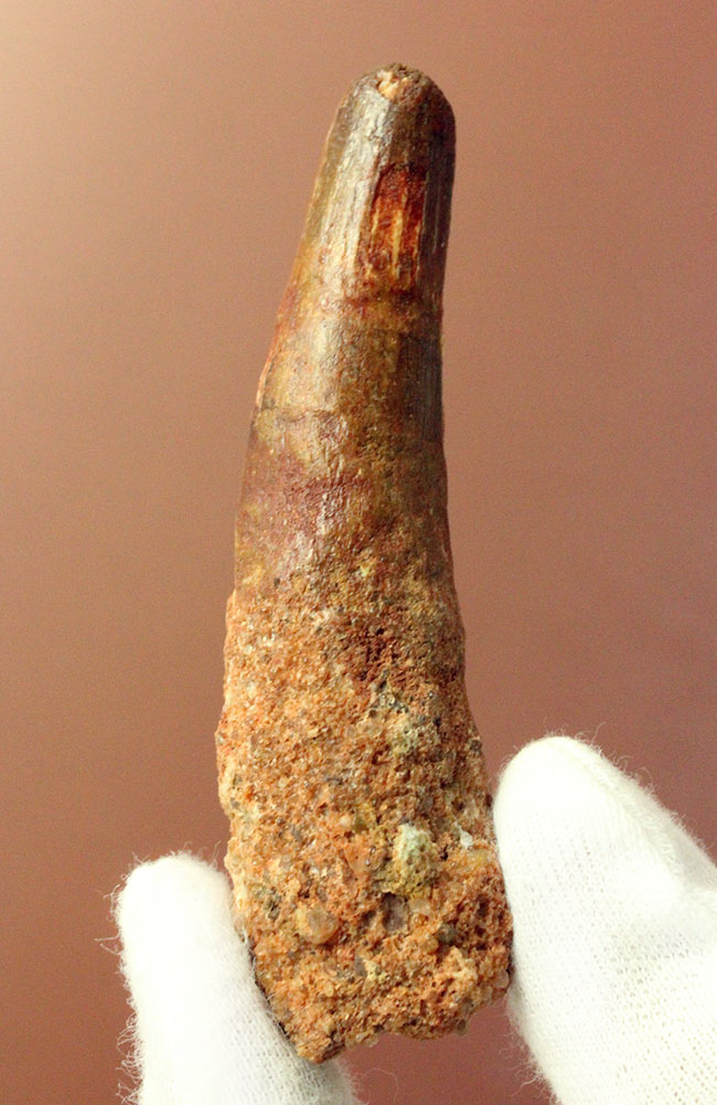 大人気恐竜スピノサウルス(Spinosaurus)の歯化石(その1)