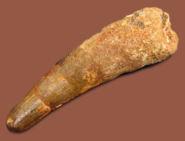 大人気恐竜スピノサウルス(Spinosaurus)の歯化石(その3)
