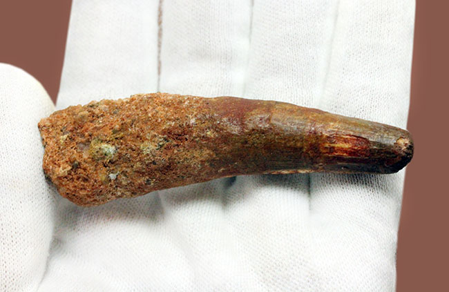 大人気恐竜スピノサウルス(Spinosaurus)の歯化石(その5)