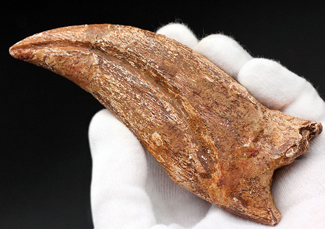 スーパーコレクション！恐竜化石コレクターの憧れ、史上最大級の肉食恐竜の一つ、カルカロドントサウルスのハンドクロウ（手の爪）の化石（その2）