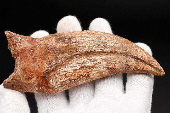 スーパーコレクション！恐竜化石コレクターの憧れ、史上最大級の肉食恐竜の一つ、カルカロドントサウルスのハンドクロウ（手の爪）の化石（その6）