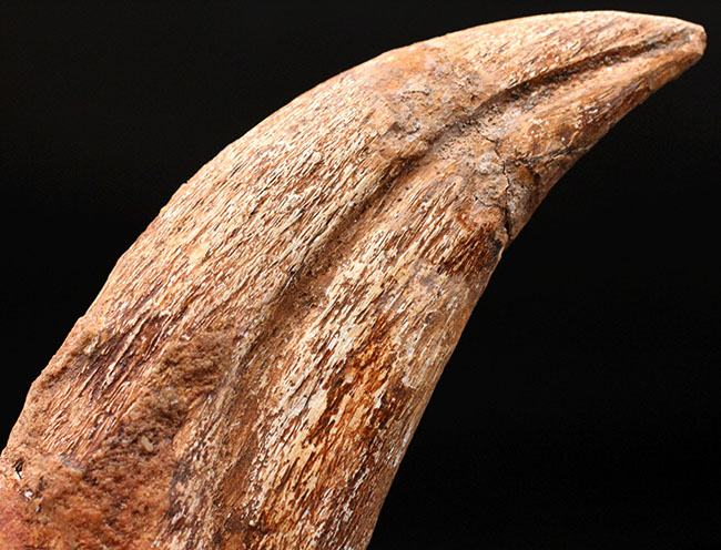 スーパーコレクション！恐竜化石コレクターの憧れ、史上最大級の肉食恐竜の一つ、カルカロドントサウルスのハンドクロウ（手の爪）の化石（その7）