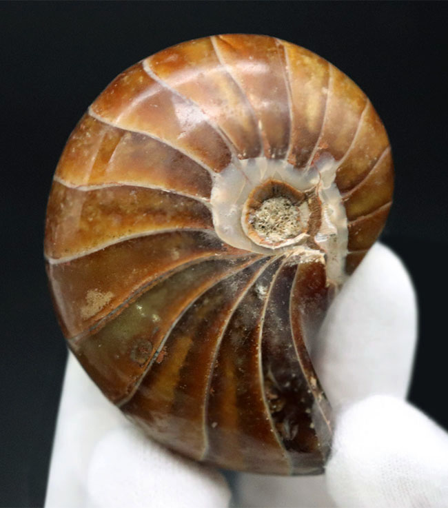 全面ポリッシュ、サービスプライス!オウムガイ(Nautilus)の化石。(その1)