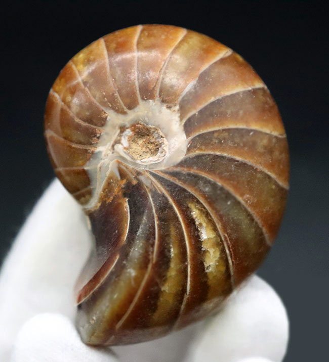 全面ポリッシュ、サービスプライス!オウムガイ(Nautilus)の化石。(その2)
