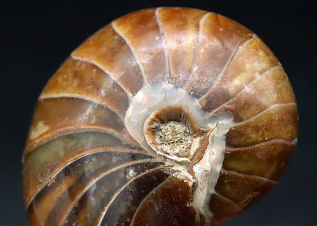 全面ポリッシュ、サービスプライス!オウムガイ(Nautilus)の化石。(その3)