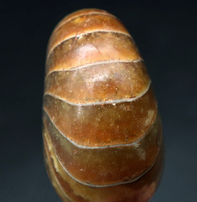 全面ポリッシュ、サービスプライス！オウムガイ（Nautilus）の