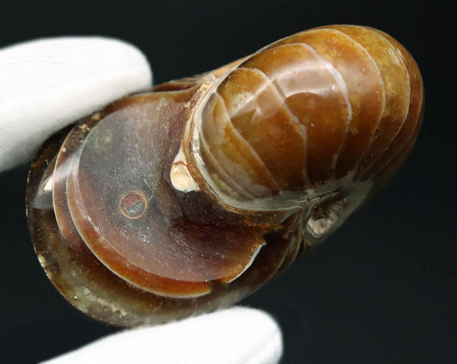 全面ポリッシュ、サービスプライス!オウムガイ(Nautilus)の化石。(その6)