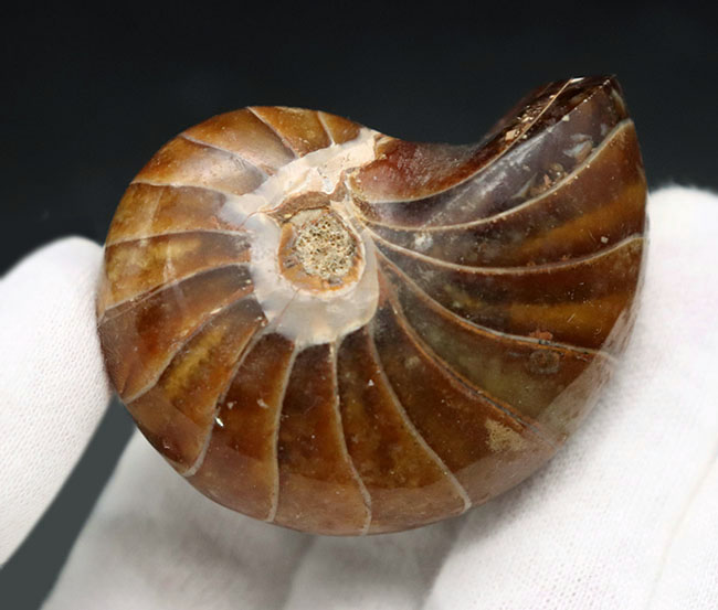 全面ポリッシュ、サービスプライス!オウムガイ(Nautilus)の化石。(その7)