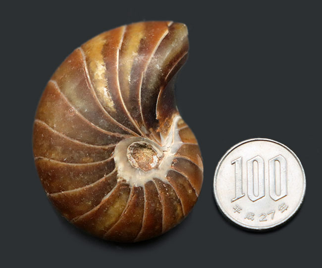 全面ポリッシュ、サービスプライス!オウムガイ(Nautilus)の化石。(その8)
