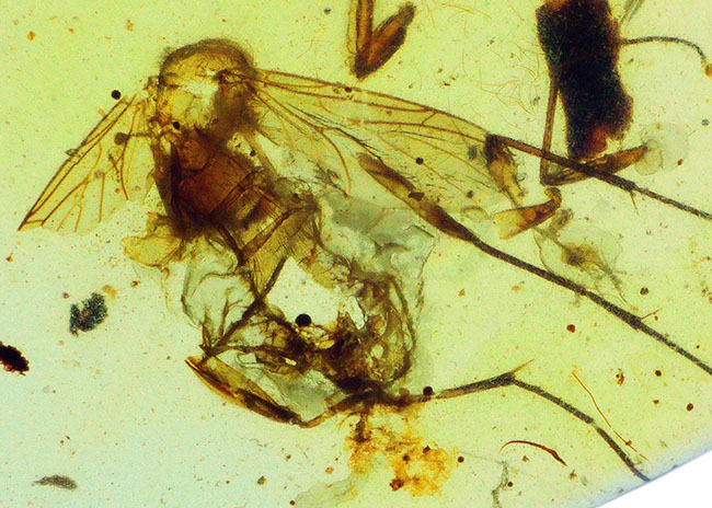 美しい琥珀色!平板状で薄く虫を視認しやすい!約1億年前(恐竜時代)の琥珀、バーマイト(Burmite)(その1)