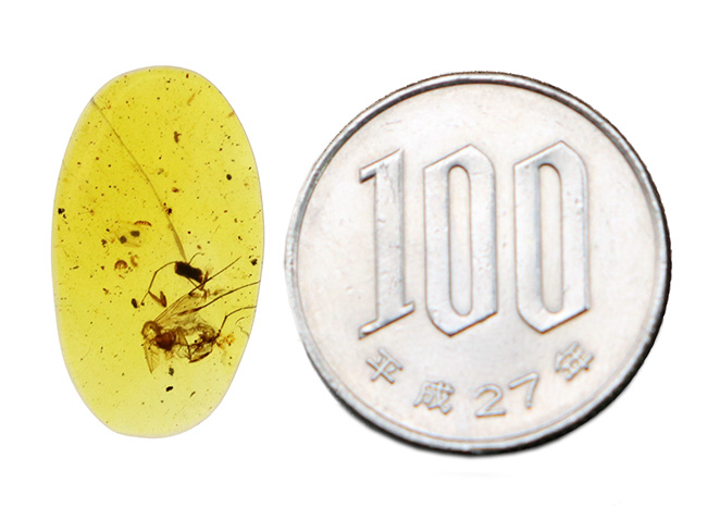 美しい琥珀色!平板状で薄く虫を視認しやすい!約1億年前(恐竜時代)の琥珀、バーマイト(Burmite)(その10)