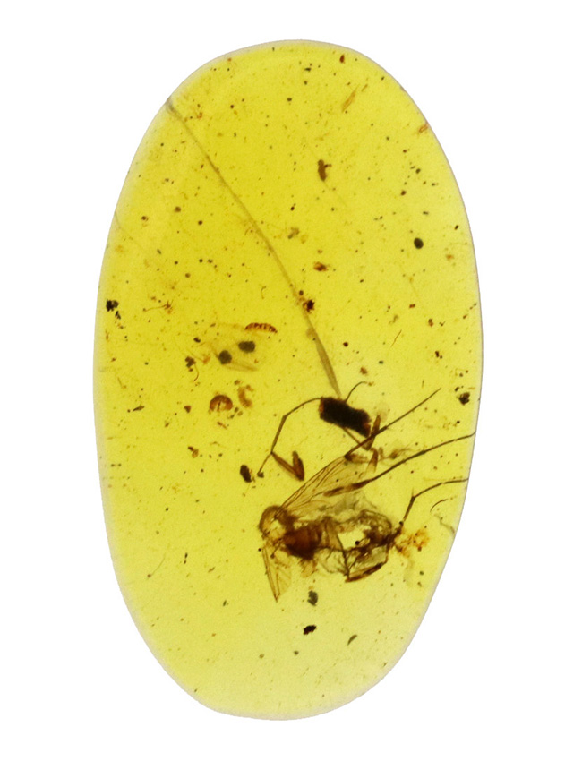 美しい琥珀色!平板状で薄く虫を視認しやすい!約1億年前(恐竜時代)の琥珀、バーマイト(Burmite)(その2)