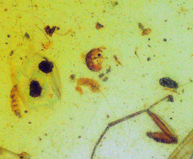 美しい琥珀色!平板状で薄く虫を視認しやすい!約1億年前(恐竜時代)の琥珀、バーマイト(Burmite)(その5)