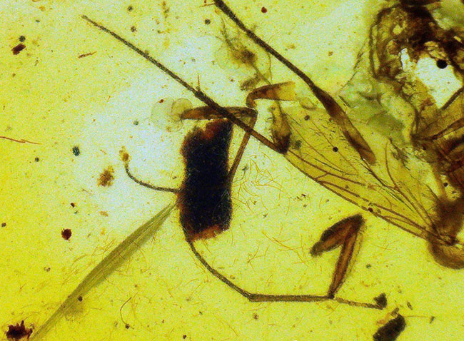 美しい琥珀色!平板状で薄く虫を視認しやすい!約1億年前(恐竜時代)の琥珀、バーマイト(Burmite)(その6)