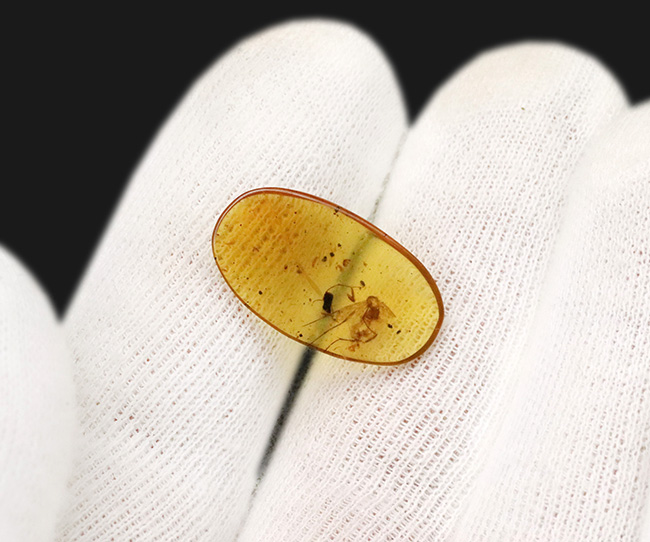 美しい琥珀色!平板状で薄く虫を視認しやすい!約1億年前(恐竜時代)の琥珀、バーマイト(Burmite)(その7)