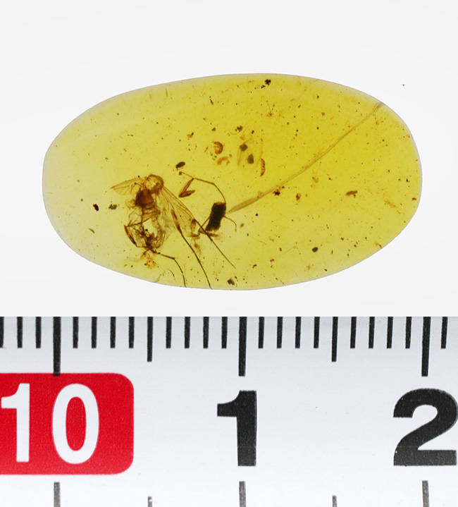美しい琥珀色!平板状で薄く虫を視認しやすい!約1億年前(恐竜時代)の琥珀、バーマイト(Burmite)(その9)