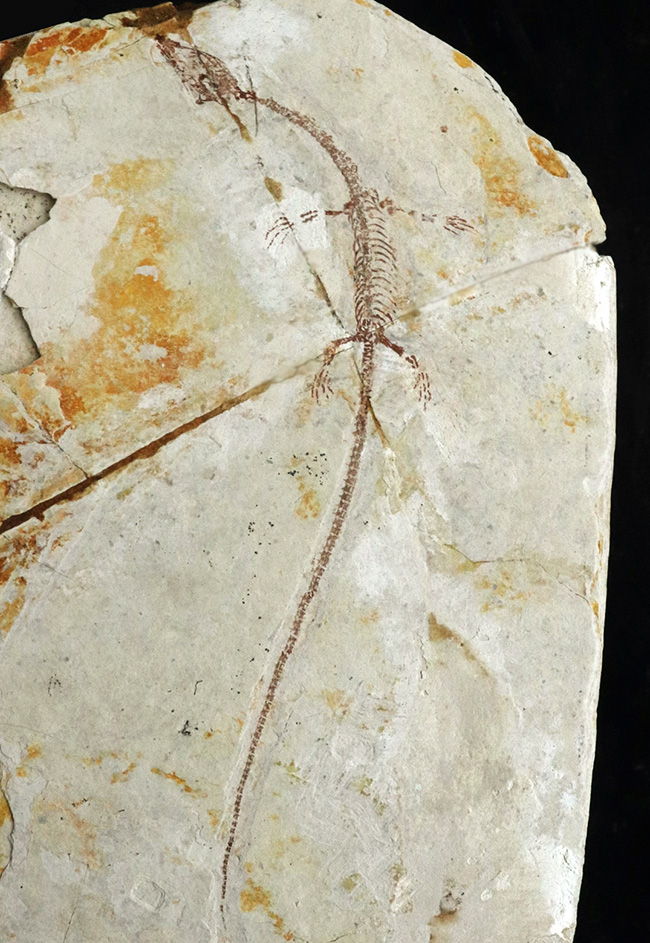 希少なオールドコレクション、ミニドラゴンこと１億２千万年前に棲息していた水棲爬虫類、ヒファロサウルス（Hyphalosaurus lingyuanensis）の全身化石（その1）