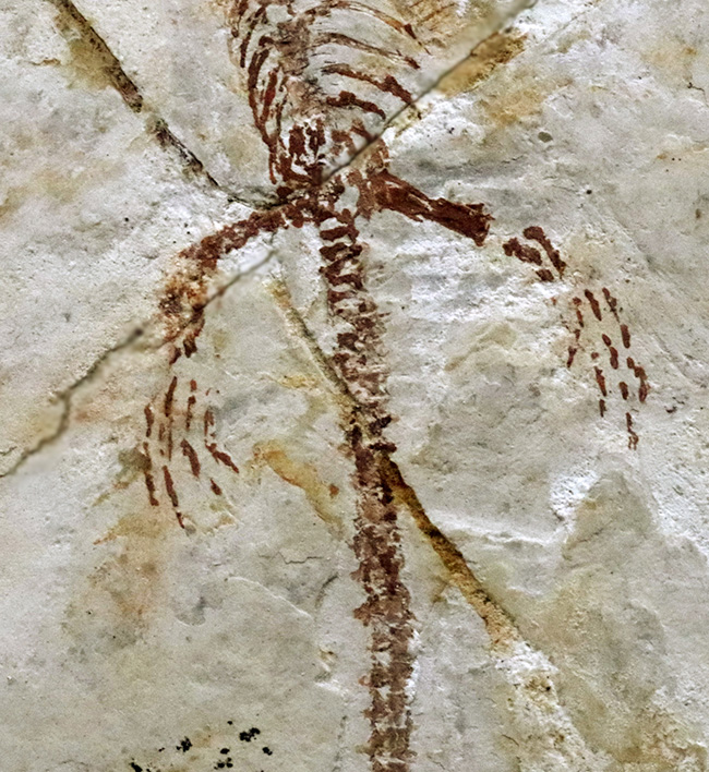 希少なオールドコレクション、ミニドラゴンこと１億２千万年前に棲息していた水棲爬虫類、ヒファロサウルス（Hyphalosaurus lingyuanensis）の全身化石（その11）