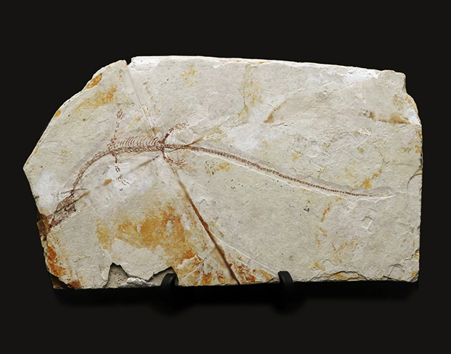 希少なオールドコレクション、ミニドラゴンこと１億２千万年前に棲息していた水棲爬虫類、ヒファロサウルス（Hyphalosaurus lingyuanensis）の全身化石（その2）