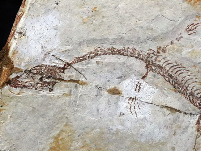 希少なオールドコレクション、ミニドラゴンこと１億２千万年前に棲息していた水棲爬虫類、ヒファロサウルス（Hyphalosaurus lingyuanensis）の全身化石（その3）