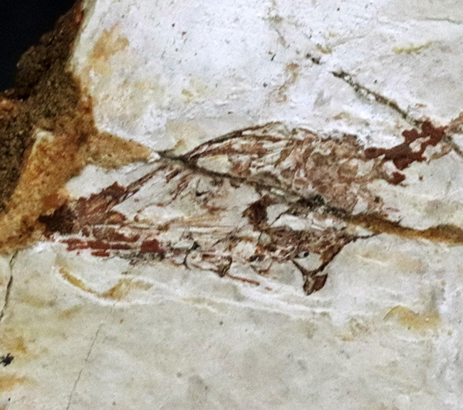 希少なオールドコレクション、ミニドラゴンこと１億２千万年前に棲息していた水棲爬虫類、ヒファロサウルス（Hyphalosaurus lingyuanensis）の全身化石（その4）