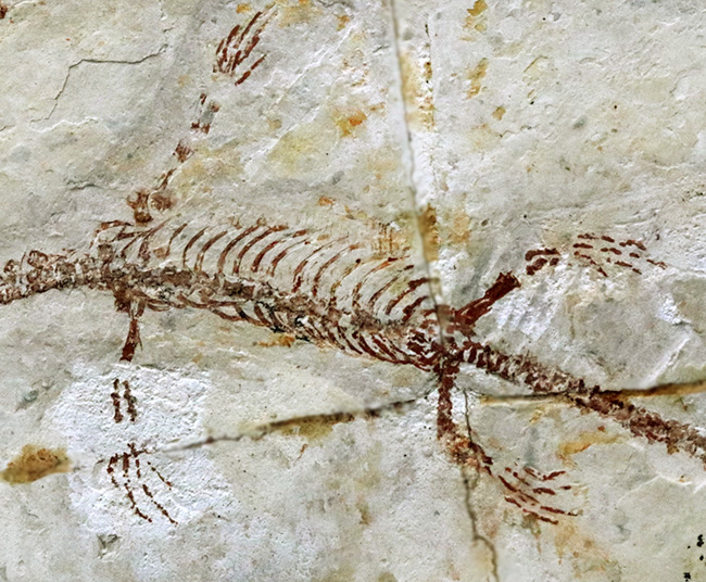 希少なオールドコレクション、ミニドラゴンこと１億２千万年前に棲息していた水棲爬虫類、ヒファロサウルス（Hyphalosaurus lingyuanensis）の全身化石（その5）
