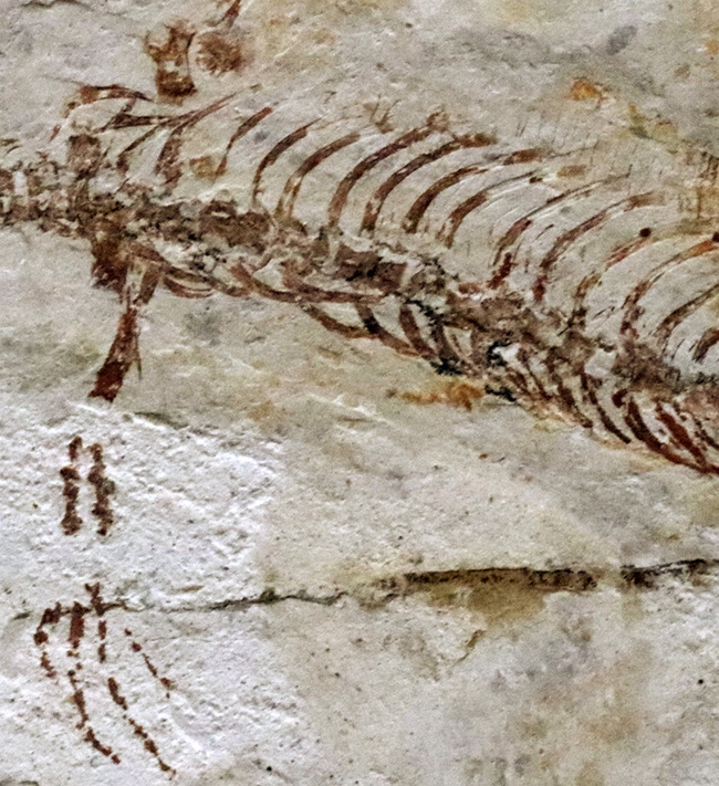 希少なオールドコレクション、ミニドラゴンこと１億２千万年前に棲息していた水棲爬虫類、ヒファロサウルス（Hyphalosaurus lingyuanensis）の全身化石（その6）
