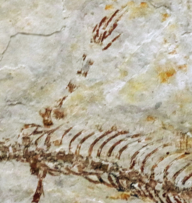 希少なオールドコレクション、ミニドラゴンこと１億２千万年前に棲息していた水棲爬虫類、ヒファロサウルス（Hyphalosaurus lingyuanensis）の全身化石（その7）