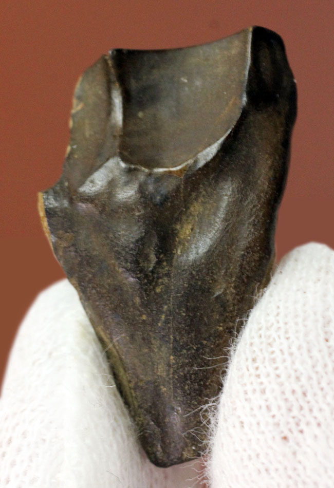 生活の一端が伺える摩耗が確認されるトリケラトプス(Triceratops)の歯化石(その2)