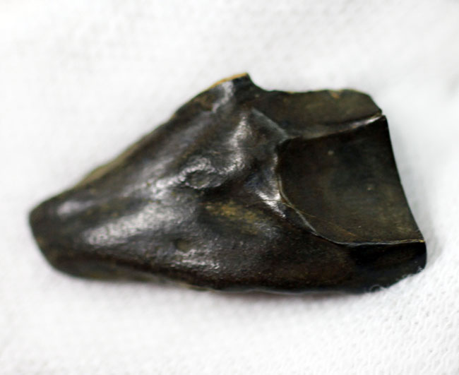 生活の一端が伺える摩耗が確認されるトリケラトプス(Triceratops)の歯化石(その6)