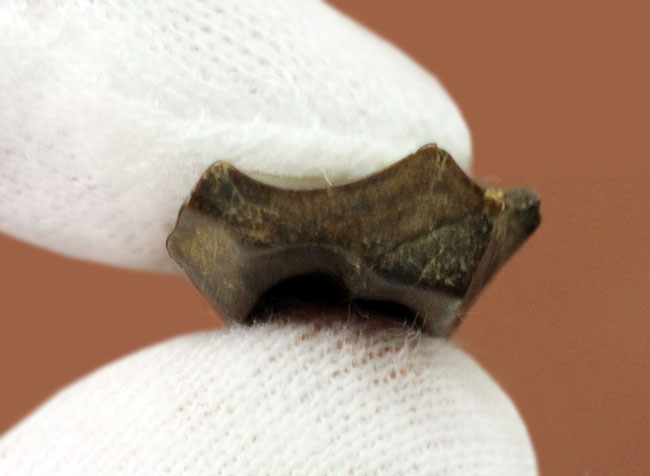 生活の一端が伺える摩耗が確認されるトリケラトプス(Triceratops)の歯化石(その9)