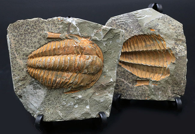 ネガポジ揃った、最初期（カンブリア紀）の三葉虫、パラドキシデス（Paradoxides）の化石（その1）