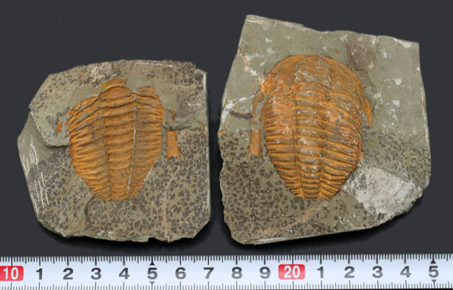 ネガポジ揃った、最初期（カンブリア紀）の三葉虫、パラドキシデス（Paradoxides）の化石（その10）
