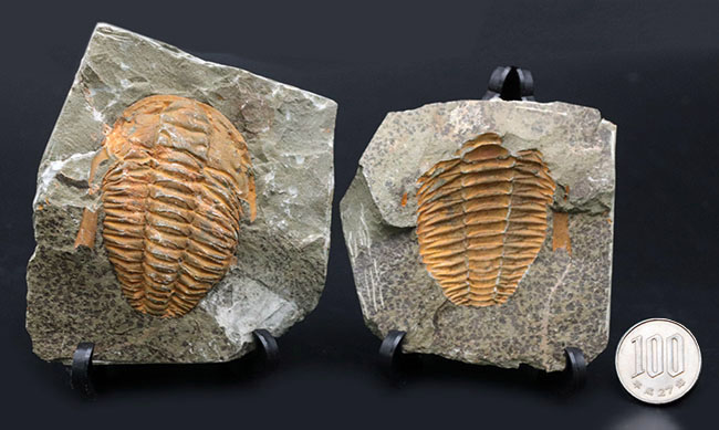 ネガポジ揃った、最初期（カンブリア紀）の三葉虫、パラドキシデス（Paradoxides）の化石（その12）