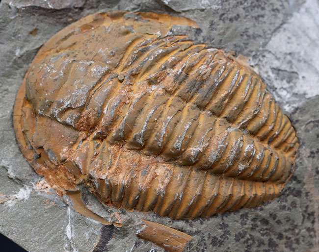 ネガポジ揃った、最初期（カンブリア紀）の三葉虫、パラドキシデス（Paradoxides）の化石（その2）