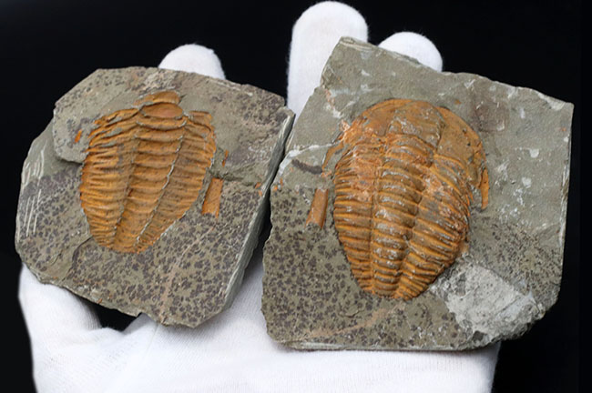 ネガポジ揃った、最初期（カンブリア紀）の三葉虫、パラドキシデス（Paradoxides）の化石（その3）