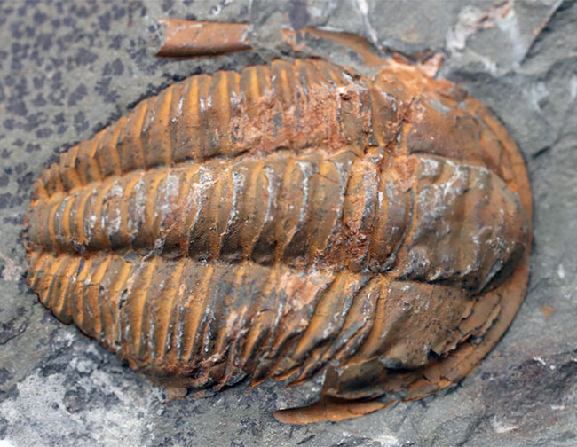 ネガポジ揃った、最初期（カンブリア紀）の三葉虫、パラドキシデス（Paradoxides）の化石（その5）