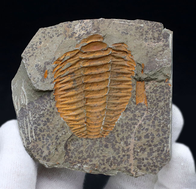 ネガポジ揃った、最初期（カンブリア紀）の三葉虫、パラドキシデス（Paradoxides）の化石（その8）